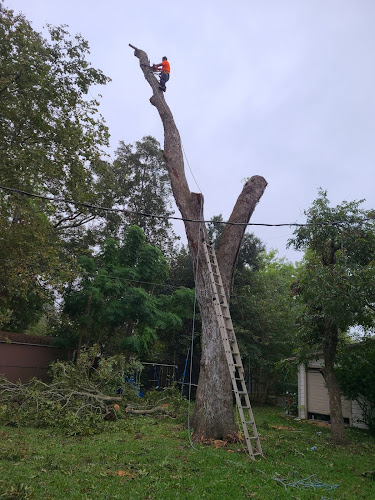 A Fernandez Tree services and landscaping