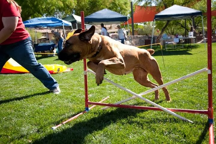Sundog Canine Training and Behavior, LLC