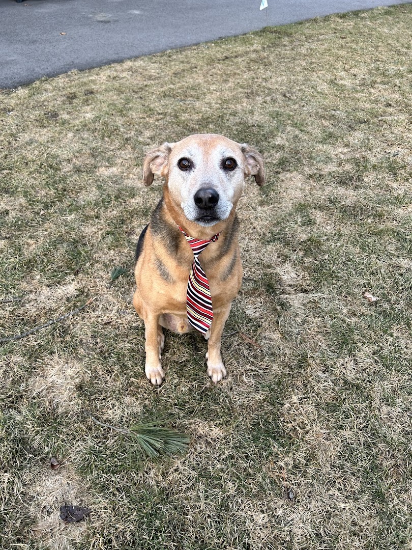 Yankee Doodle Dogs, Tyngsborough