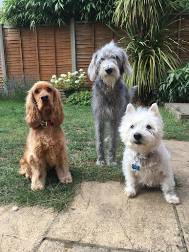 Reviews of Jarvis Dog Whisperer - Boarding & Training in Southampton - Dog trainer
