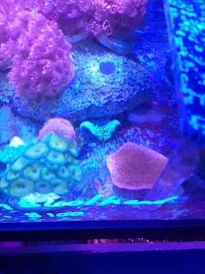 Treasures of the Sea - photo 90