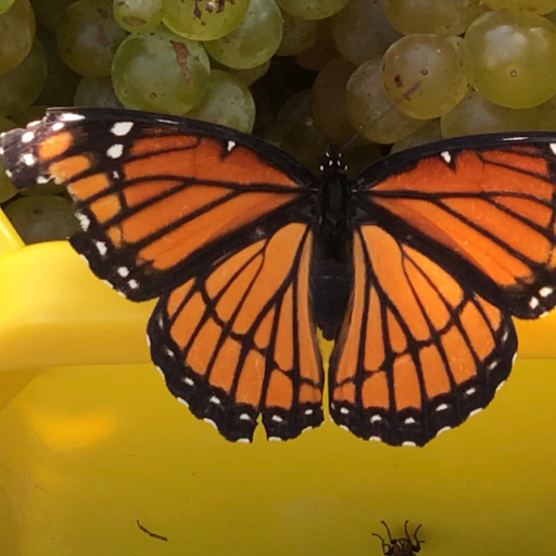 Winery «Prairie Fire Winery», reviews and photos, 20250 Hudson Ranch Rd, Paxico, KS 66526, USA