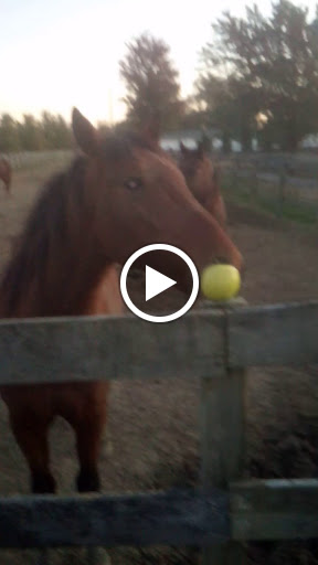 Horse Boarding Stable «Crown Haven Center», reviews and photos, 5282 County Rd W 250 S, Russiaville, IN 46979, USA
