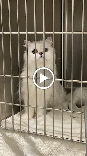 Veterinary Emergency Group image