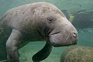 Manatee Tour and Dive image