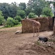 Giraffe Encounter