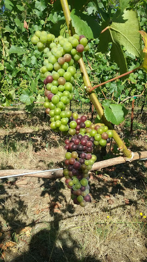 Winery «Hanson Vineyards», reviews and photos, 34948 S Barlow Rd, Woodburn, OR 97071, USA