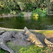 Alligator Habitat
