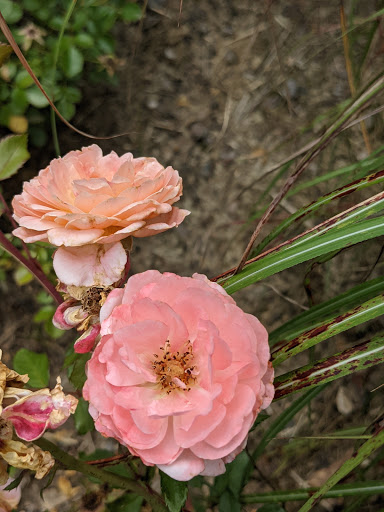 Attraction «Elvis Presley Birthplace», reviews and photos, 306 Elvis Presley Dr, Tupelo, MS 38801, USA