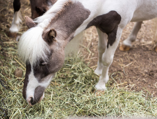 Animal Rescue Service «Ray of Light Farm Inc», reviews and photos, 232 Town St, East Haddam, CT 06423, USA