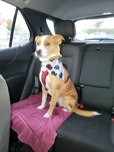 Pet Supply Store «Petco Animal Supplies», reviews and photos, 509 NJ-70, Brick, NJ 08723, USA