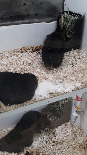 Restaurant «SUBWAY®Restaurants», reviews and photos, 1010 Corey Blvd, Crawfordsville, IN 47933, USA