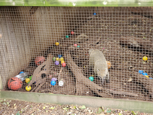 Zoo «Luray Zoo A Rescue Zoo», reviews and photos, 1087 U.S. 211, Luray, VA 22835, USA