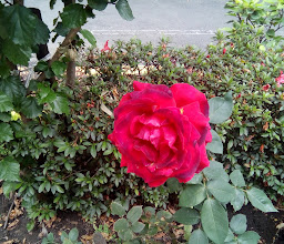 Fonda La Villa Rica photo