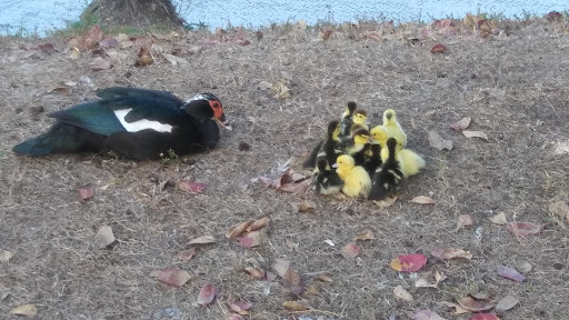 Stadium «City of Palms Park», reviews and photos, 2201 Edison Ave, Fort Myers, FL 33901, USA