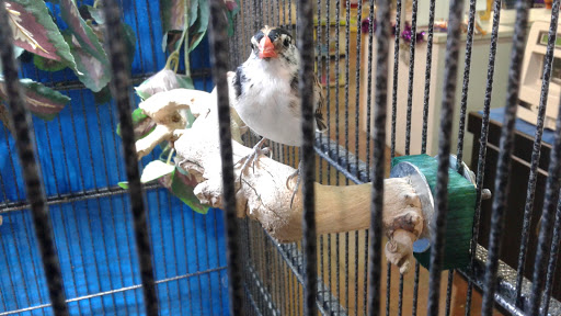 Pet Store «Incredible Pets Inc», reviews and photos, 2255 N Wickham Rd # 102, Melbourne, FL 32935, USA