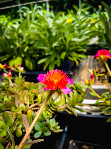 Florist «Sykes the Florist and Greenhouses», reviews and photos, 1300 Lawrence St, Lowell, MA 01852, USA