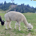 Photo n°7 de l'avis de Agata.o fait le 05/08/2022 à 14:44 sur le  Rifugio Tamai à Sutrio
