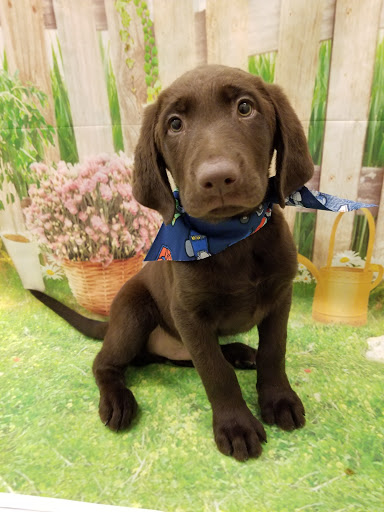 Pet Store «Happiness Is Pets», reviews and photos, 2936 Showplace Dr, Naperville, IL 60564, USA