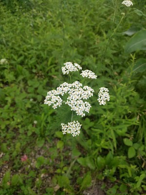 Lizard Mound County Park - photo 48