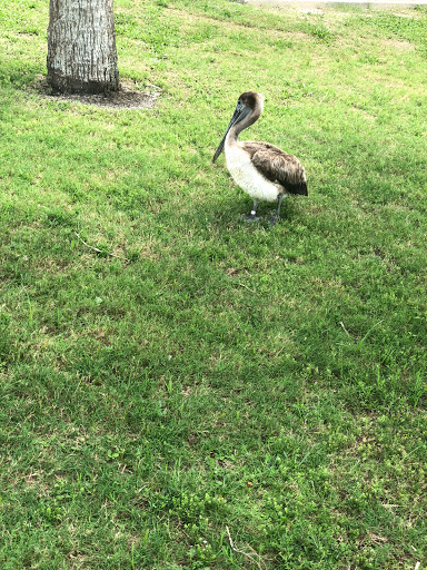 Nature Preserve «Scottsmoor Flatwoods Sanctuary East», reviews and photos, 6000 Magoon Ave, Mims, FL 32754, USA