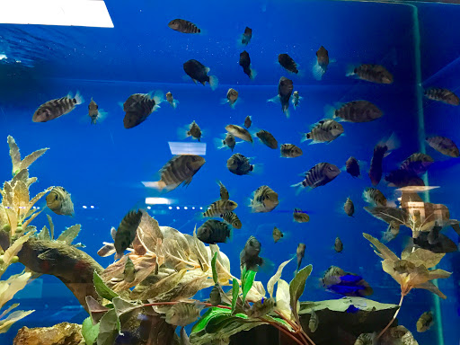 Tropical Fish Store «America Aquaria», reviews and photos, 3485 N 124th St, Brookfield, WI 53005, USA