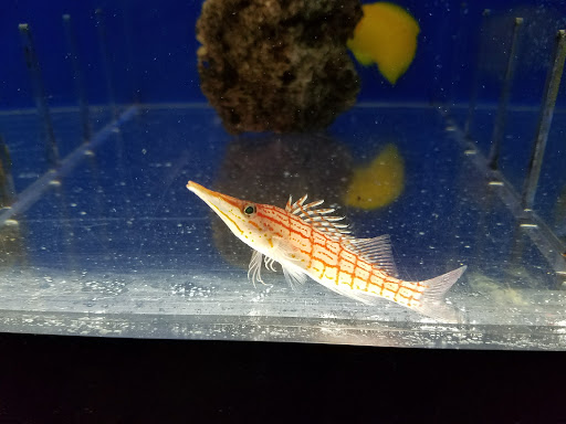 Pet Store «The Pet Zone», reviews and photos, 20 W Oak St, Pittston, PA 18640, USA