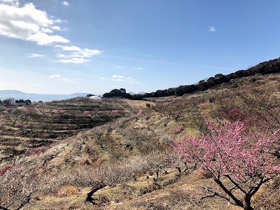 綾部山古墳群