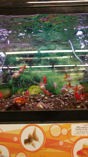 Pet Store «Petland Discounts - Kissena Blvd», reviews and photos, 71-8 Kissena Blvd, Flushing, NY 11367, USA