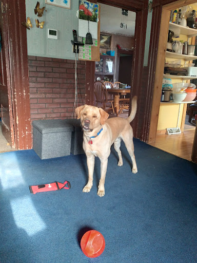 Pet Supply Store «PetSmart», reviews and photos, 3601 Rib Mountain Dr, Wausau, WI 54401, USA