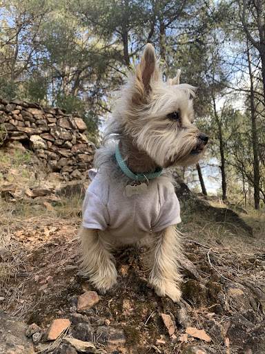 Clínica Veterinària Setelsis - Solsona