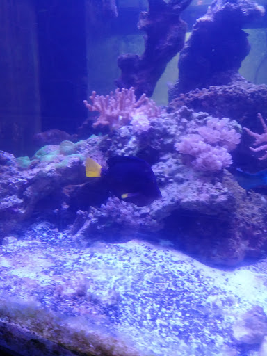 Tropical Fish Store «The Nautilus Tropical Fish», reviews and photos, 727 Main St, Springfield, OR 97477, USA