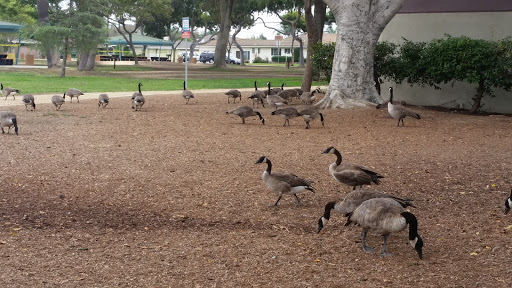 Park «Furman Park», reviews and photos, 10419 Rives Ave, Downey, CA 90241, USA
