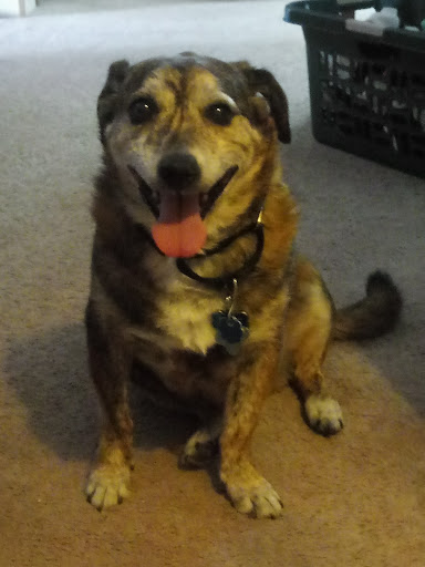 Pet Store «Wags To Wiskers», reviews and photos, 1192 S Main St #100, Chelsea, MI 48118, USA