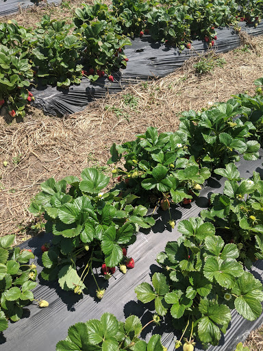 Produce Market «Mt Olympus Berry Farm», reviews and photos, 23298 Jefferson Davis Hwy, Ruther Glen, VA 22546, USA