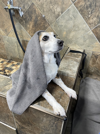 Pet Supply Store «Pet Supermarket, Inc.», reviews and photos, 1052 Peachtree Industrial Blvd, Suwanee, GA 30024, USA