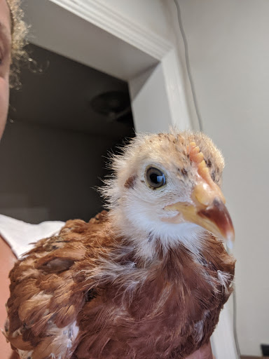 Pet Supply Store «Concord Feed Pet & Livestock Supplies», reviews and photos, 228 Hookston Rd, Pleasant Hill, CA 94523, USA