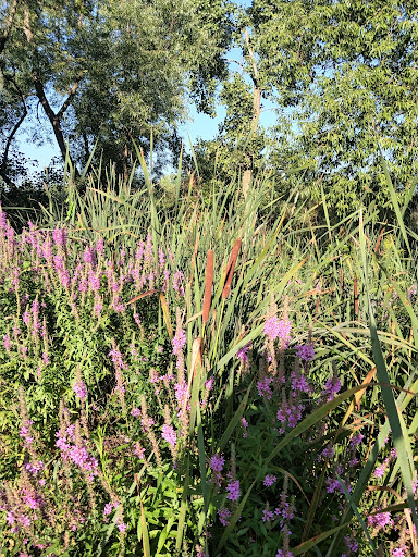 Nature Preserve «Greenbelt Forest Preserve», reviews and photos, 1110 S Green Bay Rd, North Chicago, IL 60035, USA