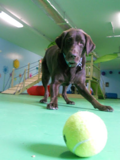 Pet Groomer «Delaware Pet Stuff», reviews and photos, 435 Dunlap St, Delaware, OH 43015, USA