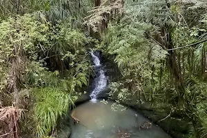 Kauri Glen Reserve image