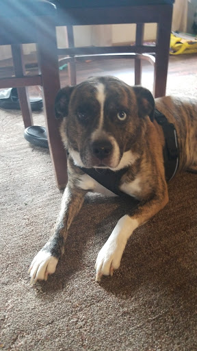 Pet Supply Store «Pet Supplies Plus», reviews and photos, 5555 Youngstown Warren Rd, Niles, OH 44446, USA