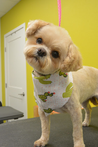 Pet Groomer «Hotdog! Pet Salon», reviews and photos, 629 1st Ave N, Fargo, ND 58102, USA
