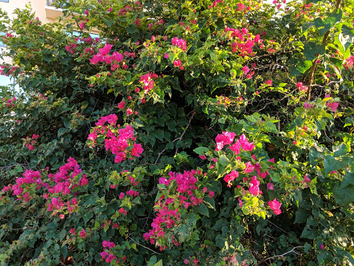 Amphitheater «Cole Park Amphitheater», reviews and photos, 1526 Ocean Dr, Corpus Christi, TX 78404, USA