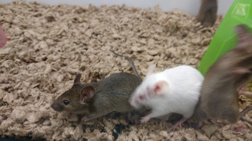 Pet Supply Store «Petco Animal Supplies», reviews and photos, 13127 N Dale Mabry Hwy, Tampa, FL 33618, USA