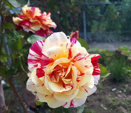 Gartengemeinschaft Quadenhof photo