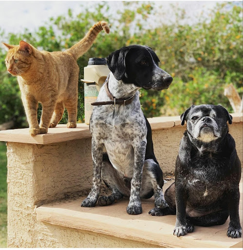 Urban Livestock & Equine Veterinary Services image