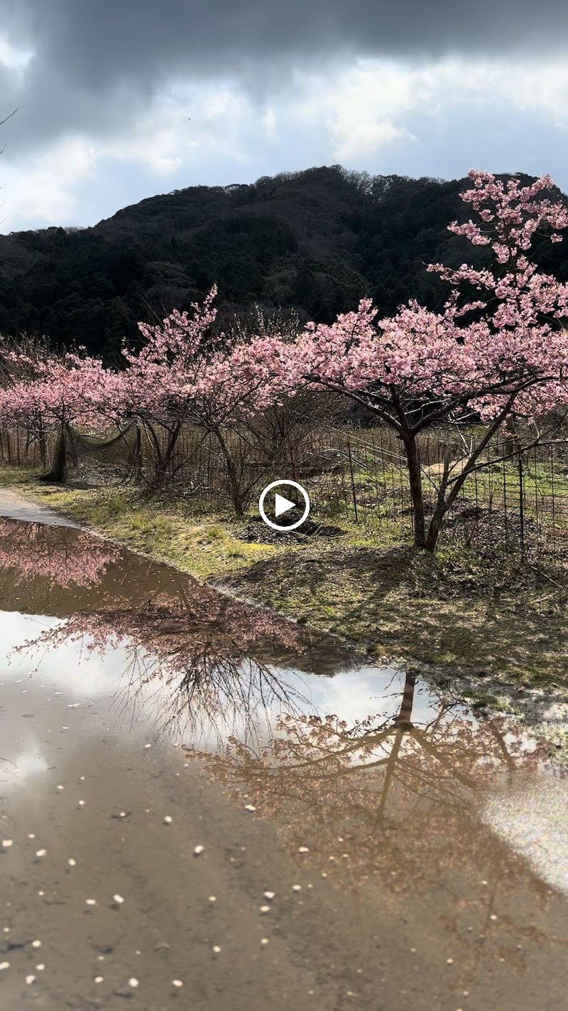 佐須奈の河津桜小路