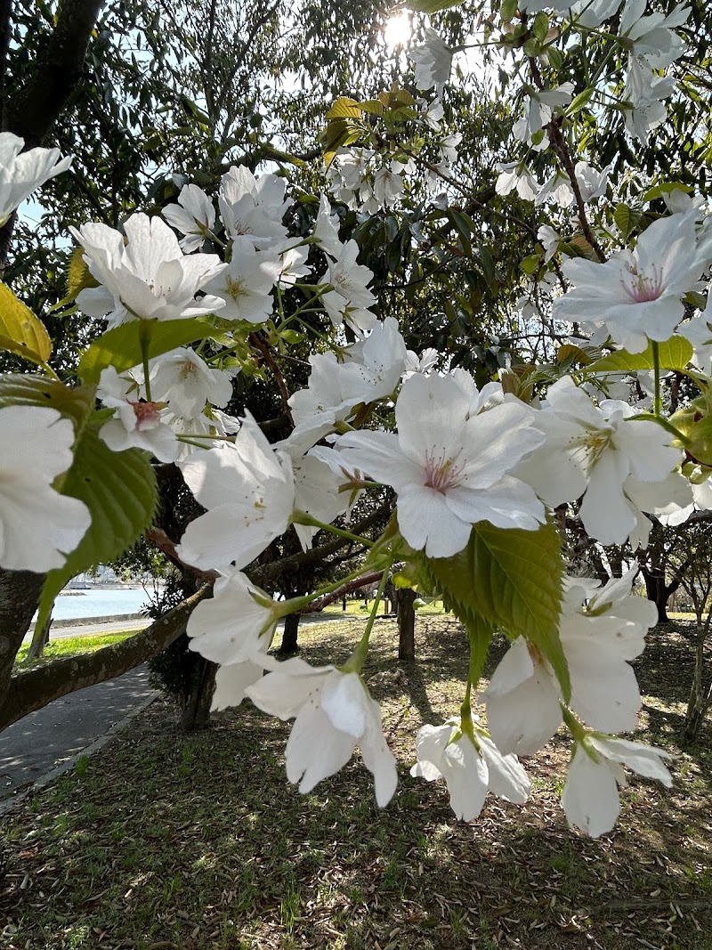 第一駐車場 新築地緑地 - 海が見える花の園