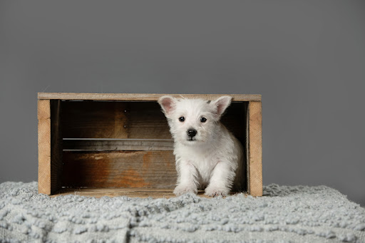 West Kootenay kennels and Cattery