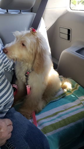 Pet Store «Puppy Boutique Store», reviews and photos, 4001 N Federal Hwy, Fort Lauderdale, FL 33308, USA